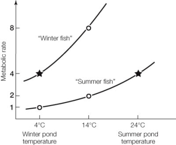  Use the following to answer questions: Refer to the graph below.   -In the experiment graphed above, the same fish were caught and brought into the lab in both winter and summer. Their metabolic rates (O<sub>2</sub> consumption)  were measured at the pond temperatures for each season ( \leftrightarrow )  and at other temperatures (') . This experiment demonstrates the phenomenon of A)  homeostasis. B)  acclimatization. C)  declimatization. D)  negative feedback. E)  None of the above 