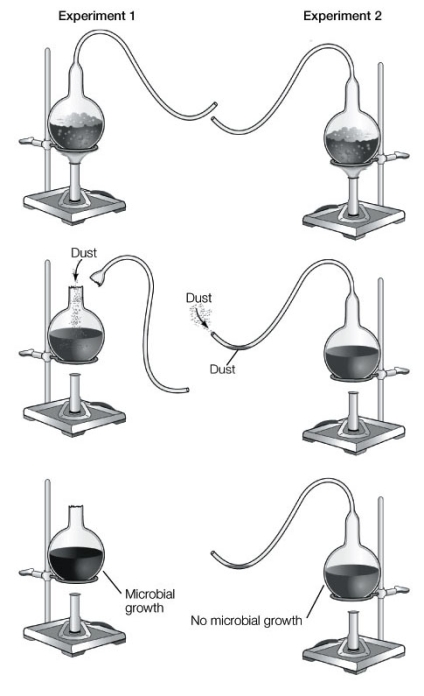 The experiment depicted in the diagram below proves that   A)  amino acids are the building blocks of life. B)  some forms of life can arise by spontaneous generation. C)  oxygen is needed for life. D)  life comes from decaying matter. E)  life comes from preexisting life.