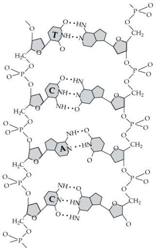 In the diagram below, use the base-pairing rules for DNA and RNA to label the strand of RNA (right) that is complementary to the single strand of DNA (left), where C = cytosine, G = guanine, A = adenine, T = thymine, and U = uracil. Then circle and label an example of a nucleotide and a nucleoside, showing the double-stranded DNA and RNA hybrid. Based on the orientation of the sugar molecules, label the four ends of the molecule as 3´ or 5´? showing the double-stranded DNA and RNA hybrid.  