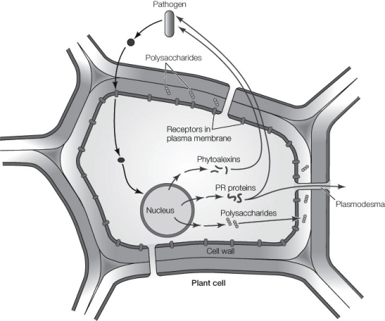 Use the following to answer questions : Refer to the diagram below, showing signaling between plants and pathogens.   -What is the role of the increased synthesis of polysaccharides and their deposition on the inside of the cell wall?