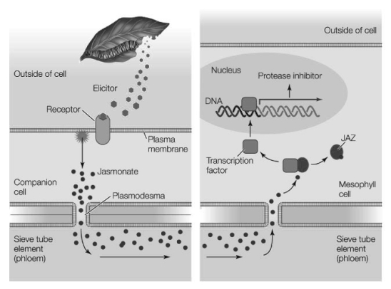 Use the following to answer questions : Refer to the diagram below, showing a signaling pathway for synthesis of a defensive secondary metabolite.   -What causes the release of an elicitor and what type of molecule is it?