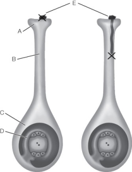 Use the following to answer questions : Refer to the diagram below.   -The structures labeled E are pollen grains. What is another name for a pollen grain?