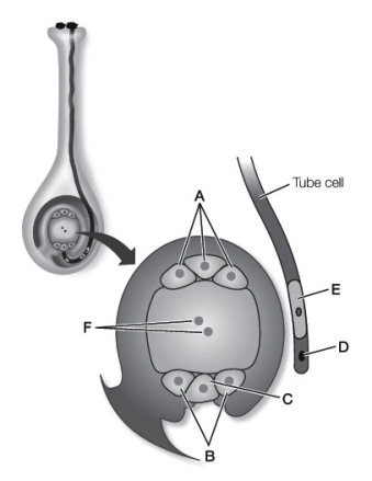 Use the following to answer questions : Refer to the diagram below.   -Name the two nuclei of the megagametophyte that will help form the endosperm and identify their label.