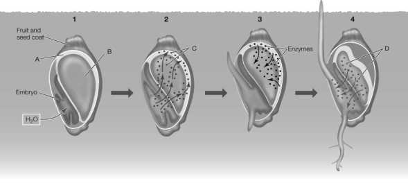 Use the following to answer questions : Refer to the diagram below, showing seed germination.   -Identify the molecules indicated by C in seed 2.