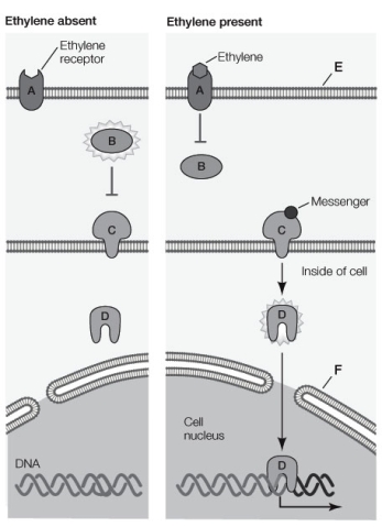 Use the following to answer questions : Refer to the diagram below, showing an ethylene signal transduction pathway.   -What is the first event that occurs after ethylene binds to its receptor?