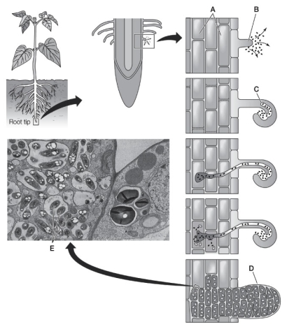 Use the following to answer questions : Refer to the diagram below, showing root nodule formation.   -Which letter indicates an area where root cells are releasing flavinoids?