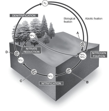 Use the following to answer questions : Refer to the diagram below, showing the nitrogen cycle.   -Which groups of organisms shown in the diagram carry out the reduction of N<sub>2</sub>?