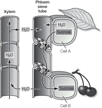 Use the following to answer questions : Refer to the diagram below, depicting vascular tissue of a stem.   -Is the greater (less negative) pressure potential located in the upper xylem vessels or the lower xylem vessels?