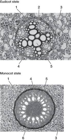 The micrographs below indicate several structures in the steles of typical eudicot and monocot roots. Identify each numbered structure and state its major function.  