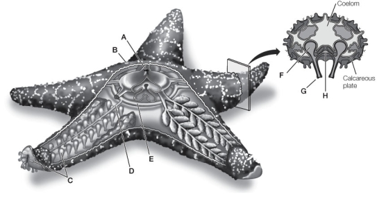 Use the following to answer questions: Refer to the diagram below of a sea star (a type of echinoderm).   -What is the upper surface of this animal called?