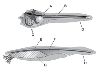 Use the following to answer questions: Refer to the diagram below.   -Identify the life cycle stage (larva or adult) and the name of the upper animal.