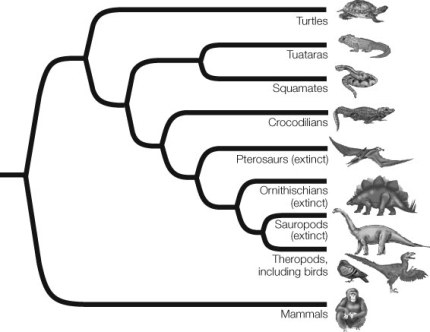 Use the following to answer questions: Refer to the diagram below.   -List all of the groups included in the archosaurs, dinosaurs, lepidosaurs, and reptiles.
