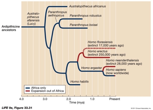 From the figure below, what can you conclude about the relationship between H. ergastor and H. sapiens?   A)  They each evolved independently. B)  They appear in the fossil record simultaneously. C)  They each have H. habilis as a common ancestor. D)  H. sapiens evolved from H. ergastor. E)  They both evolved from the common ancestor, A. africanus.