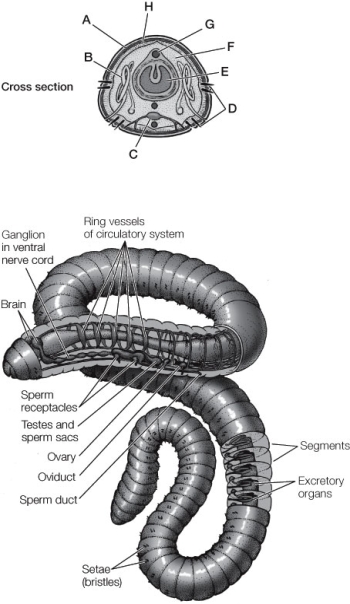 Refer to the diagrams below of an earthworm. Identify the labeled structures in the cross section of the earthworm.  