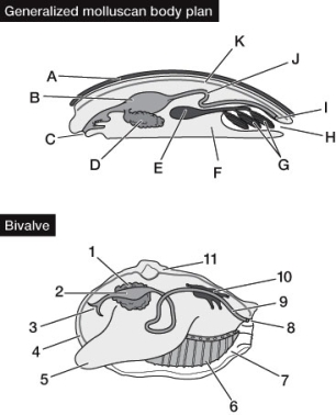 Refer to the diagrams below of a generalized mollusk and a bivalve mollusk. Match the labeled structures in the generalized mollusk (A-K) with the same structures in the bivalve mollusk (1-11), and give the correct names of all structures.  