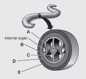 Use the following to answer questions : Refer to the diagram below, showing an animal cross-section.   -Identify the labeled structures.