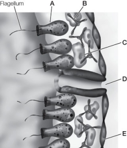 Use the following to answer questions : Refer to the diagram below, depicting a sponge cross-section.   -Which structure is a spicule?