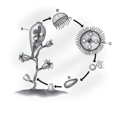 Use the following to answer questions : Refer to the diagram below, showing the life cycle of a cnidarian.   -Which letter(s) point to the stage that reproduces sexually?