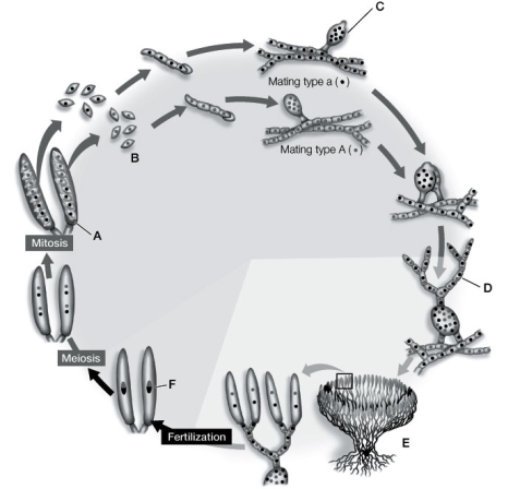 Use the following to answer questions : Refer to the diagram below, showing the life cycle of an Ascomycota fungus.   -What is the dispersal stage of the fungus? Identify its label.