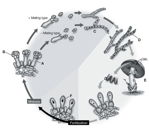 Use the following to answer questions : Refer to the diagram below, showing the life cycle of a Basidiomycota fungus.   -What is the technical name of the fruiting structure of this type of fungus? Identify its label.
