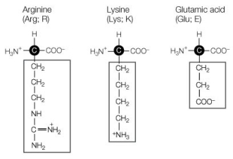 The three amino acids shown in the diagram below   A)  are hydrophilic. B)  are hydrophobic. C)  have polar side chains. D)  form disulfide bridges. E)  are smaller than other amino acids.