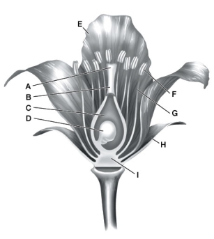 Use the following to answer questions : Refer to the diagram below of a flower .   -What is the name of the floral part where microgametophytes are produced? Identify its label.