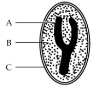 Use the following to answer questions : Refer to the diagram below of a pine seed.   -The integument portion of the ovule developed into part(s) _______.