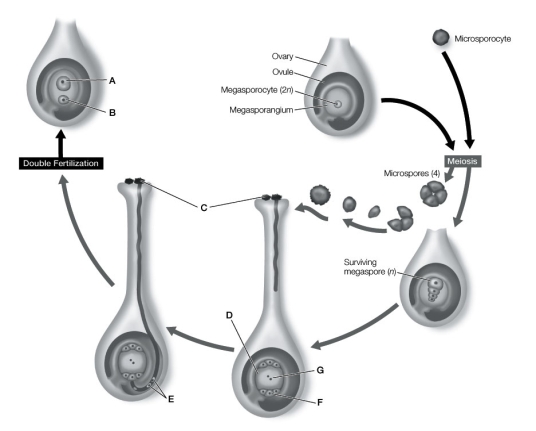 Use the following to answer questions : Refer to the diagram below, of double fertilization.   -Which structures represent the gametophyte generation? Identify their labels.
