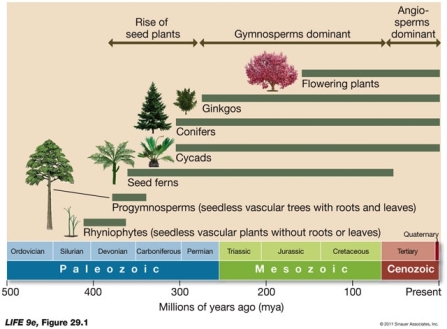 According to the figure below, what can you conclude about the appearance of angiosperms?   A)  Angiosperms and gymnosperms both appeared in the Paleozoic period. B)  The dominance of the angiosperms occured during the Cenozoic period. C)  As seed ferns declined, angiosperms increased. D)  Both a and c E)  Both b and c