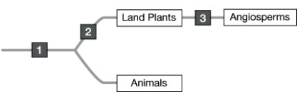 What are the shared derived characteristics indicated on the phylogeny shown below?   A)  1: xylem and phloem; 2: chloroplasts; 3: flowers B)  1: chloroplasts; 2: pollen; 3: flowers C)  1: pollen; 2: chloroplasts; 3: flowers D)  1: eukaryotic cells; 2: chloroplasts; 3: flowers E)  1: eukaryotic cells; 2: chloroplasts; 3: swimming sperm