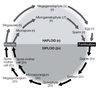 Use the following to answer questions : Refer to the diagram below, showing alteration of generations in plants.   -In a plant with this type of alternation of generations, does the zygote develop on a microgametophyte or a megagametophyte?