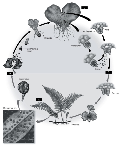Use the following to answer questions : Refer to the diagram below.   -Which letter in the diagram indicates the sporophyte, C or D?