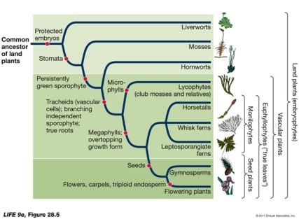 Based on the figure below, what can you conclude about the evolution of vascular plants?   A)  Monilophytes and seed plants can all be classified as euphyllophytes. B)  All vascular plants produce seeds. C)  Mosses are the most ancient plants. D)  Both a and c E)  All of the above