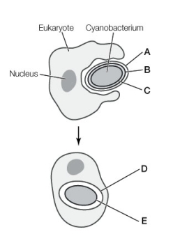 Use the following to answer questions : Refer to the diagram below.   -Does the diagram show primary or secondary endosymbiosis? Is the resulting organelle a mitochondrion or a chloroplast?