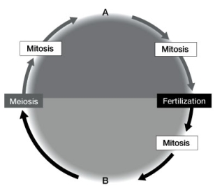 Use the following to answer questions: Refer to the diagram below, showing alternation of generations.   -Does A or B produce gametes, and by what process are they produced (mitosis or meiosis)?