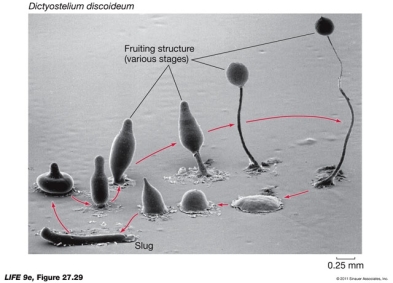 Using the figure below and your knowledge of the slime mold Dictyostelium, what might you think is the signal to change from a feeding slug to the other stages?   A)  Time-the organism passes through each stage of its life cycle on a regular schedule. B)  Predators in the environment C)  Lack of nutrients in the environment D)  Temperature changes E)  All of the above