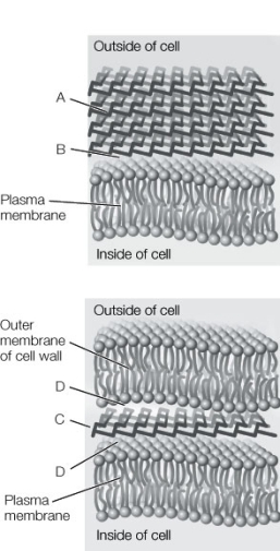 Use the following to answer questions: Refer to the diagrams below, showing sections through the cell wall of Gram-positive and Gram-negative bacteria.   -Which of the labels (A, B, C, D) correspond to the peptidoglycan layers?