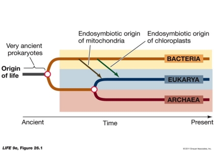 The phylogenetic tree shown below   A)  is paraphyletic. B)  is polyphyletic. C)  indicates that Bacteria are more closely related to Eukarya than to Archaea. D)  indicates that Bacteria and Archaea share a more recent common ancestor than Archaea and Eukarya. E)  indicates that Archaea, Bacteria, and Eukarya share a common ancestor.