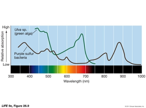 Examining the spectroscopy data shown below, what can you conclude about the different types of chlorophyll found in purple sulfur bacteria and green alga?    A)  The chlorophyll found in green alga absorbs light maximally at approximately 450 nm and 675 nm. B)  The chlorophyll found in purple sulfur bacteria absorbs light in both the visible spectrum as well as in the infrared spectrum. C)  The chlorophyll found in green alga absorbs only in the infrared spectrum. D)  Both a and b E)  All of the above