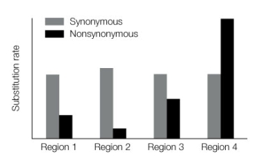 Use the following to answer questions : Sequences of a hypothetical gene that codes for an enzyme were obtained from several species of rodents. Refer to the diagram below, showing the rate of nonsynonymous and synonymous substitutions for each of four regions of the gene.   -Which region appears to be under positive selection?