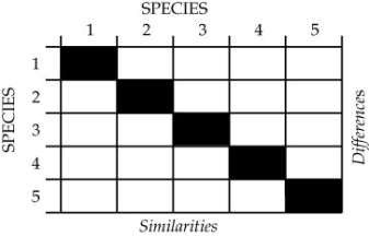 The table below shows the amino acid sequences for an eight-residue section of a small protein for five different species (1-5).   Complete the following similarity matrix using these sequences:   Which species differ from Species 1 because of an amino acid insertion? Which species differ from Species 1 because of amino acid substitutions?