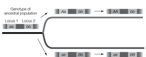 The diagram below shows the Dobzhansky-Muller model of the evolution of reproductive isolation. The F<sub>1</sub> hybrids between the species at the end of this process have reduced fitness. Which of the following genotypes have reduced fitness?   A)  aabb B)  AAbb C)  AaBb D)  aaBB E)  None of the above