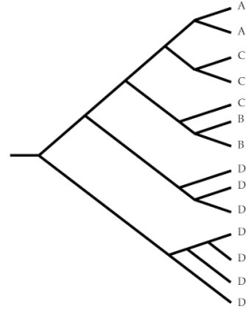 Use the following to answer questions : Refer to the diagram below.   -Which of the taxa in the diagram are monophyletic?