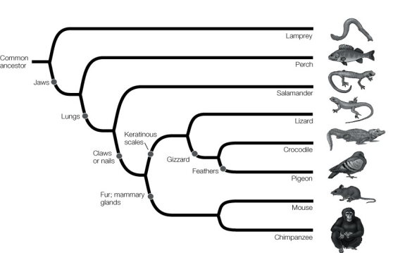 Use the following to answer questions : Refer to the diagram below of a phylogenetic tree.   -Which of the following synapomorphies unites the salamander and the lizard? A)  Feathers B)  A gizzard C)  Keratinous scales D)  Claws or nails E)  None of the above