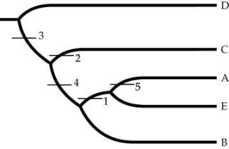 The phylogenetic tree below shows the evolutionary relationships of five species (A-E) relative to five traits (1-5). Based on this tree, fill in the table below it, using 1 to indicate the presence of a derived trait and 0 to indicate the presence of an ancestral trait.    
