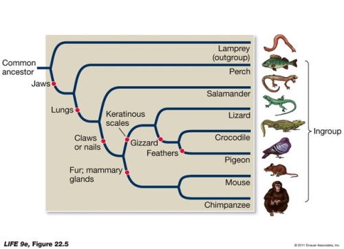 Refer to the phylogenetic tree shown in below. Which of the following statements is true?   A)  The tree is polyphyletic. B)  The tree is based on homoplastic traits. C)  The mouse is the sister species to the chimpanzee. D)  The lizard is more closely related to the salamander than to the crocodile. E)  The lamprey is the outgroup because it is not a vertebrate.