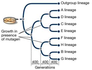The phylogenetic tree shown in below is based on   A)  amino acid sequences of viral proteins. B)  DNA sequences of the host. C)  DNA sequences of the ancestral virus. D)  DNA sequences of just the viruses at the tips of the tree. E)  DNA sequences of viruses at the nodes.