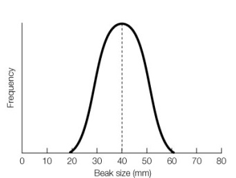 Use the following to answer questions: Refer to the graph below, showing beak size for a population of a species of Darwin's finches.   -Draw a graph showing what the resulting population would look like after a generation of stronger stabilizing selection.