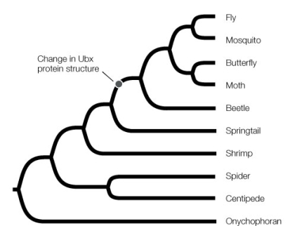 Use the following to answer questions : The diagram below shows the phylogeny of arthropods.   -Which arthropod would likely have a Ubx gene that is most similar to that of a beetle? A)  A centipede B)  A spider C)  A fly D)  A shrimp E)  A springtail