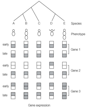 Use the following to answer questions : The diagram below shows the association of phenotype and gene expression patterns in five different species. The top portion shows the phylogeny of the five species; below the phylogeny are the phenotypes of the five species; and at the bottom are the expression patterns for three different genes (genes 1, 2, and 3)  at two different time points in development (early and late) , and in two different locations in the embryo (top and bottom) .   -The phenotypes of species B and E illustrate the phenomenon of A)  developmental plasticity. B)  homology. C)  diapause. D)  parallel phenotypic evolution. E)  pleiotropy.